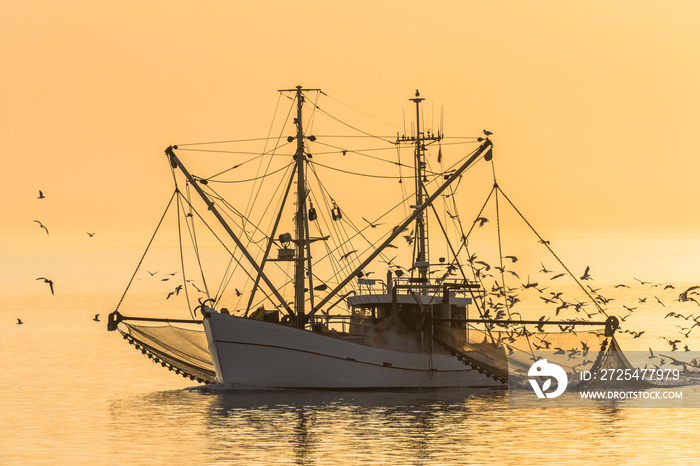 Fischkutter auf der Nordsee mit ausgelegten Netzen und Schwarm von Seemöwen bei Sonnenuntergang, Büs