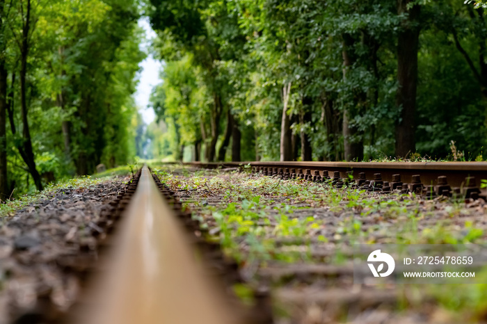 Gleis Eisenbahn Schiene Strecke Profil Bahndamm Wald Bäume Rost Unkraut Froschperspektive Deutschlan