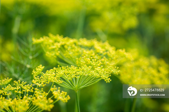 Closeup of green dill on the field