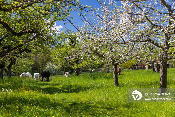 Streuobstwiese mit grasenden Pferden