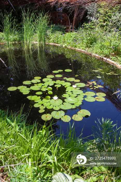 Aménagement de jardin - bassin avec des nénuphars et plantes vertes