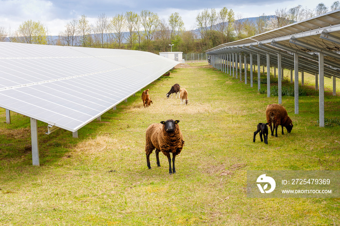Schafe und Ziegen in einem Solarpark