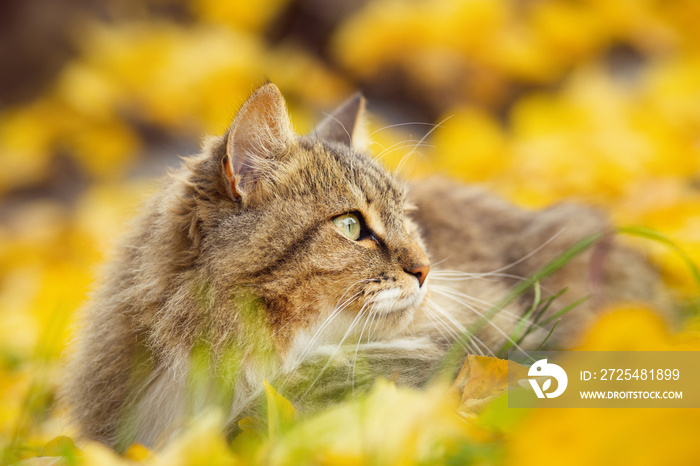 西伯利亚猫躺在落叶上的画像，秋天宠物在大自然中行走