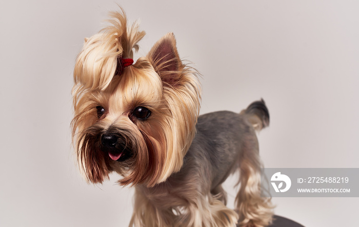 yorkshire terrier in front of white background