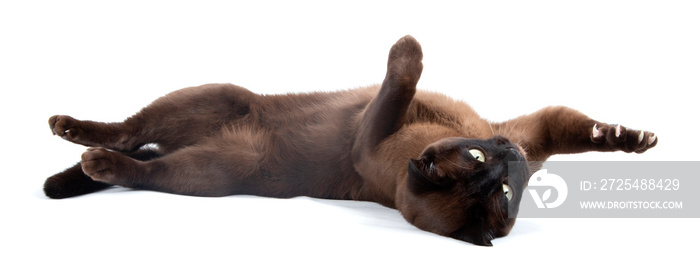 Cat on white background