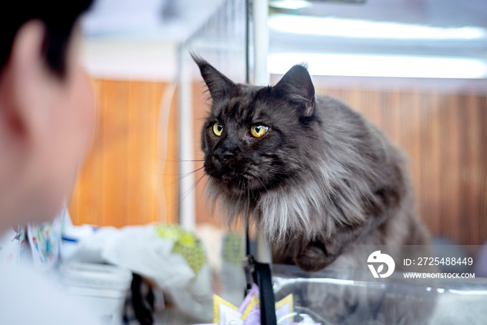 Black fluffy Maine Coon cat