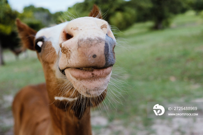 Funny foal horse face whiskers.