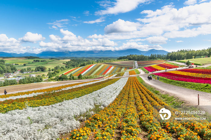 広大な花畑 / 北海道 美瑛町の観光イメージ