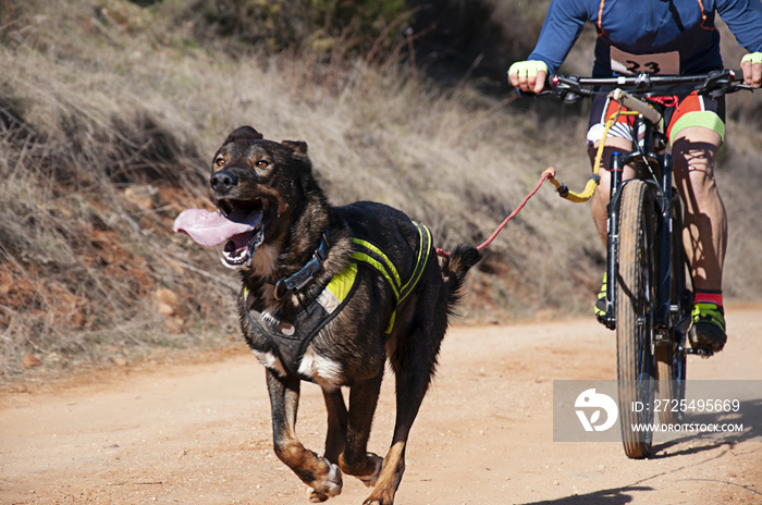一只狗和它的雪橇手用自行车参加了一场受欢迎的犬交（自行车骑行）。