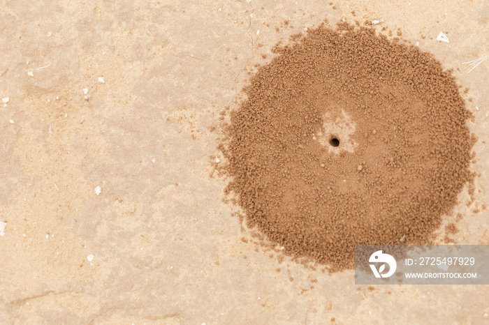 Top down view on round anthill with entrance hole