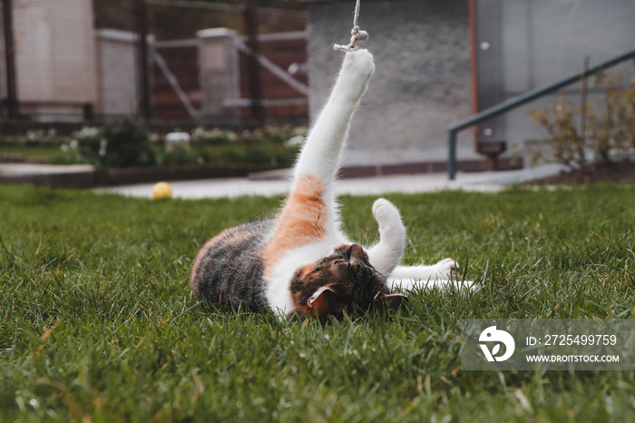 Felis catus domesticus playing with thread in the garden. The cat is trying to catch a thin rope usi