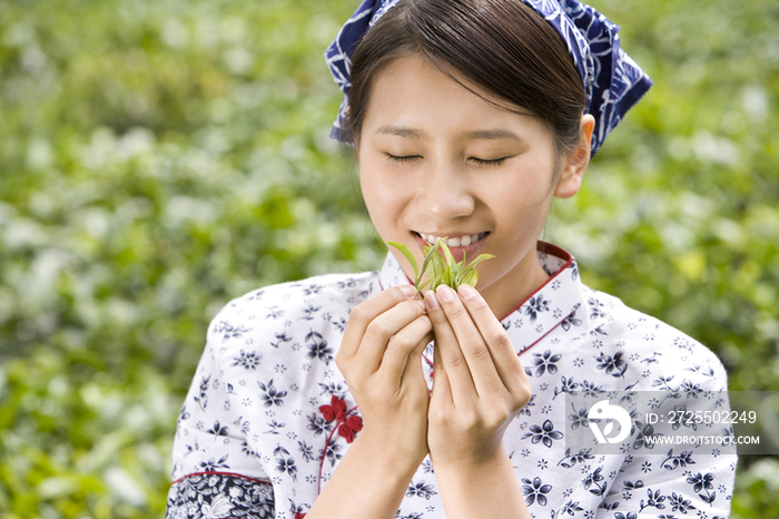 采茶女在茶园采茶