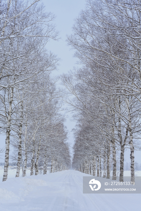 White birch trees by road in winter