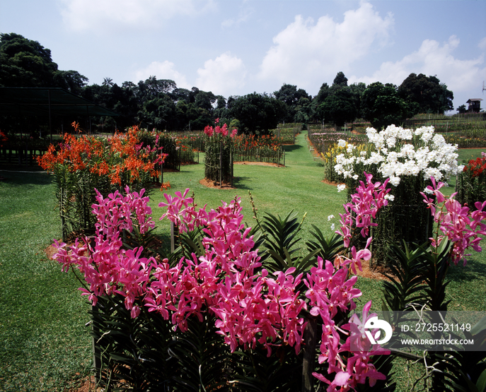 Mandai Orchid Garden Singapore