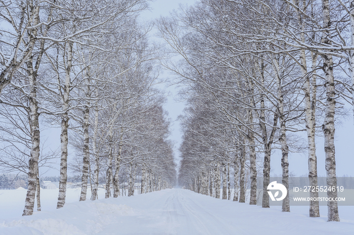 White birch trees by road in winter