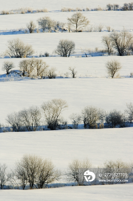 Snowy Landscape