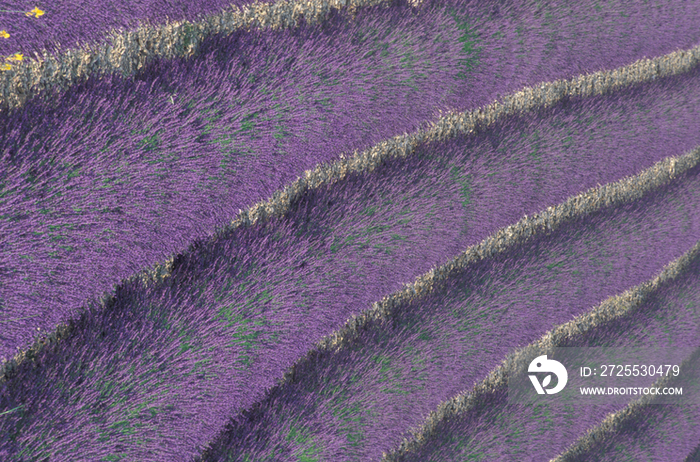 Lavender, France