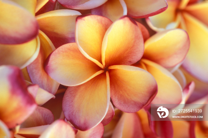 frangipani flowers