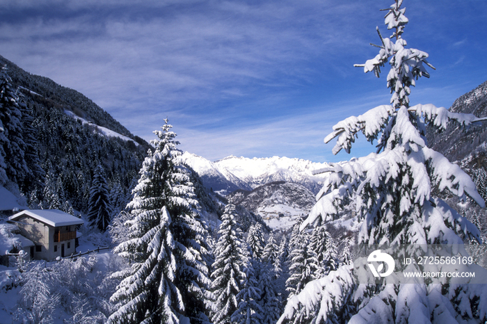 Italy, Lombardy, Orobie alps, Tartano valley. Forest covered with snow