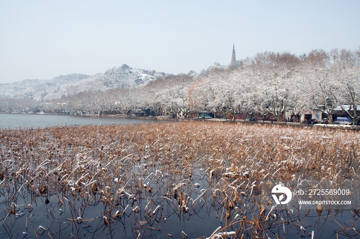 杭州西湖曲院风荷雪景