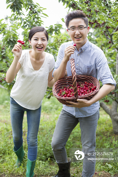 年轻夫妻在果园采摘樱桃