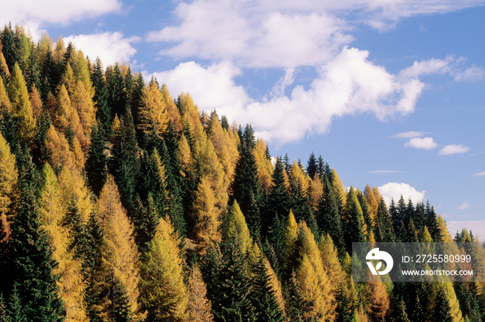 Trentino Alto Adige, Dolomites, spruces and larches in autumn