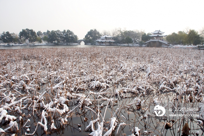 杭州西湖曲院风荷雪景