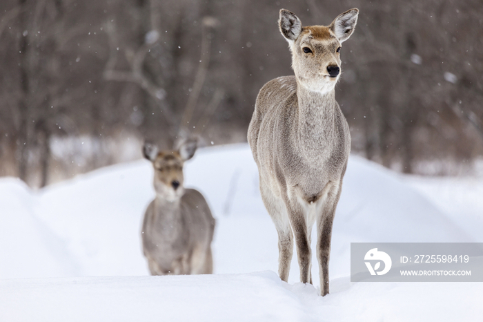 A pair of deers in Kushiro,Hokkaido,Japan