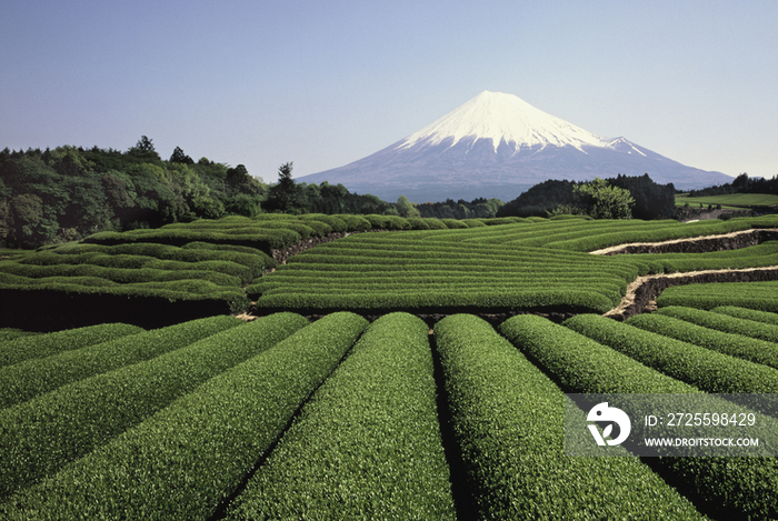 Tea plantation in front of Mount Fuji, Japan