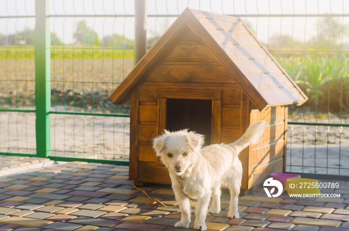 阳光明媚的一天，摊位附近有一只漂亮的白色贵宾犬。动物的房子。选择性聚焦