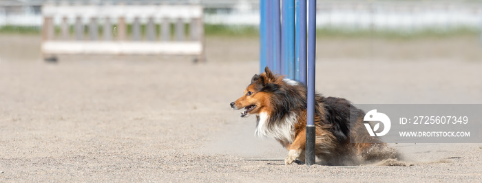 设得兰牧羊犬敏捷回转。尺寸适合流行社交媒体网站上的封面图片。