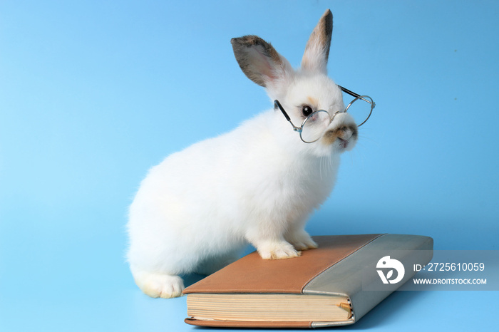 White rabbit wearing glasses with a book on a blue background, cute bunny studying and reading a boo
