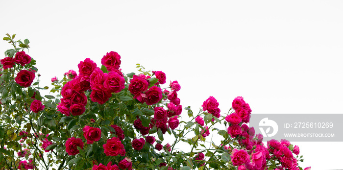 Pink climbing roses isolated. Summer background.