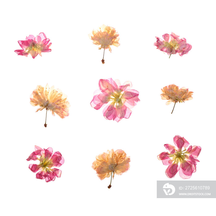 Dried pressed flowers on white background