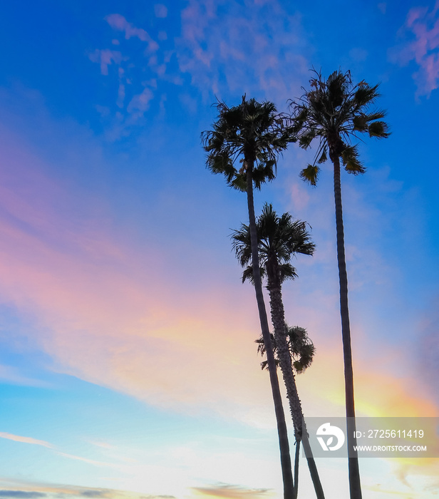 日落时圣地亚哥海洋海滩上的棕榈树