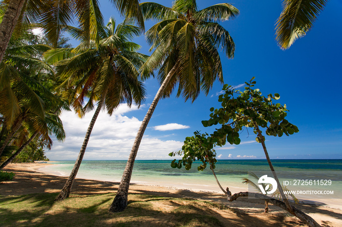 天堂海滩，白沙、棕榈树和大西洋的蓝色海水，Las Terrenas，Samana，D