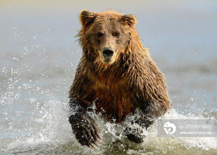 Alaska Brown Bear