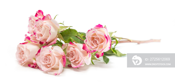 Bright fuchsia bush roses soft against white background