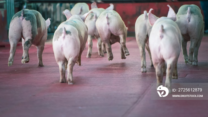 Pigs Butt running in the farm.