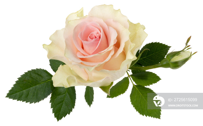 粉色玫瑰在白色背景上隔离特写。玫瑰花头在空中，没有阴影。俯视图，f