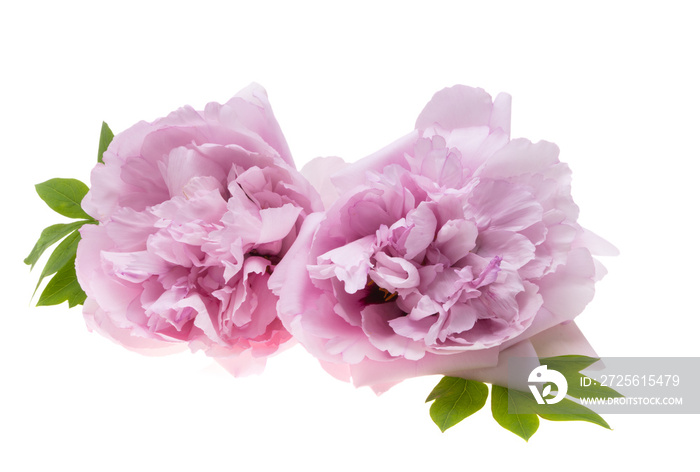 pink peony isolated