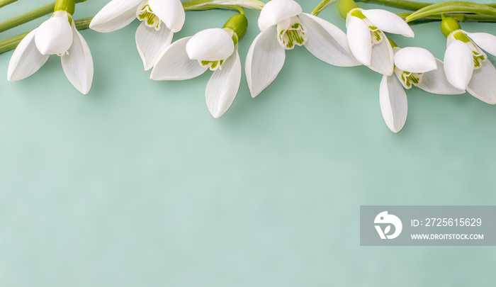 beautiful template for greeting card, space for text. snowdrops on the top of the page, blurry green