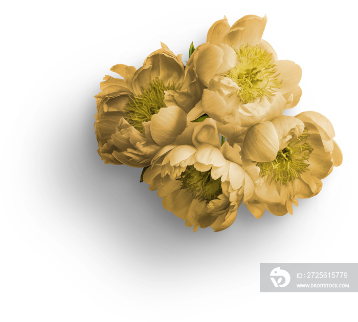 Bouquet of Yellow Peonies