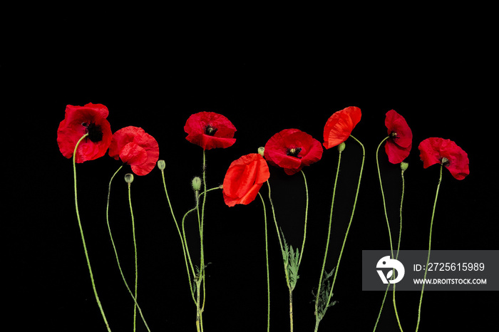 red poppies flowers row horizontally black background