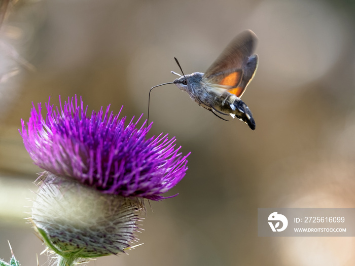 n hummingbird hawk-moth (Macroglossum stellatarum) feeding nectar.