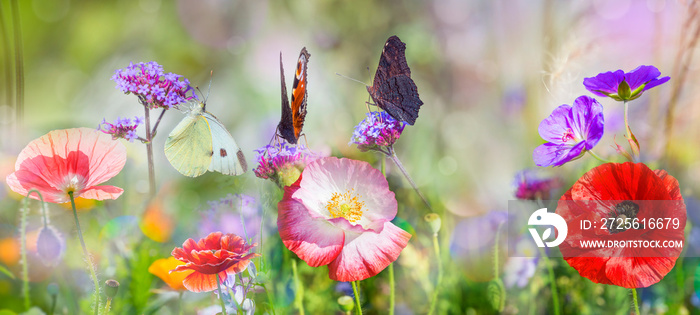 summer meadow with red poppies and butterfly