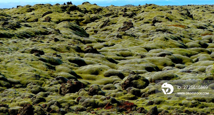 Cetraria islandica或冰岛苔藓的绿色苔藓田。拉基火山后独特的熔岩田生长