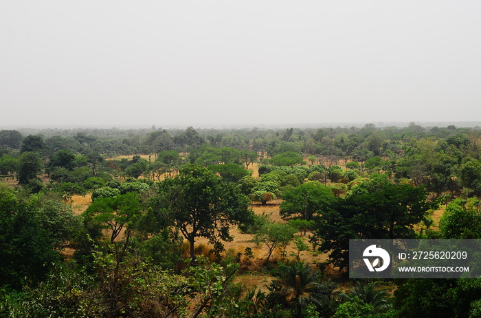 Paysage de brousse en Afrique de lOuest (Burkina Faso)
