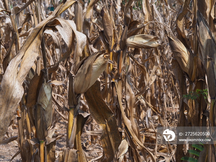 Corn death destroyed by drought.