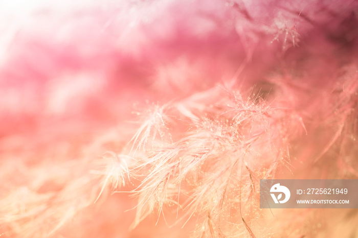 Living coral feather abstract background. Studio macro shoot.